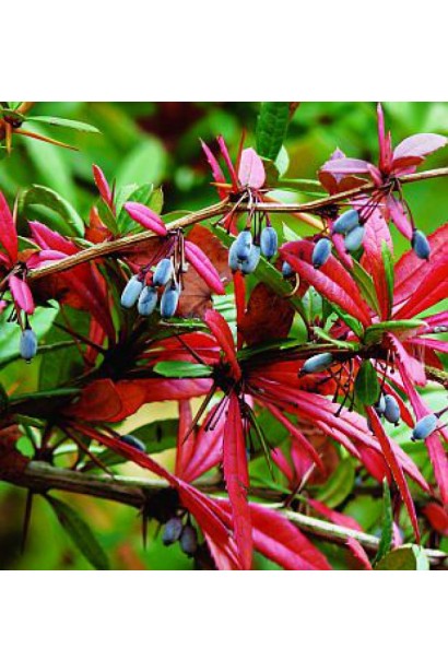 Оранжево-красные листья барбариса Юлиана осенью